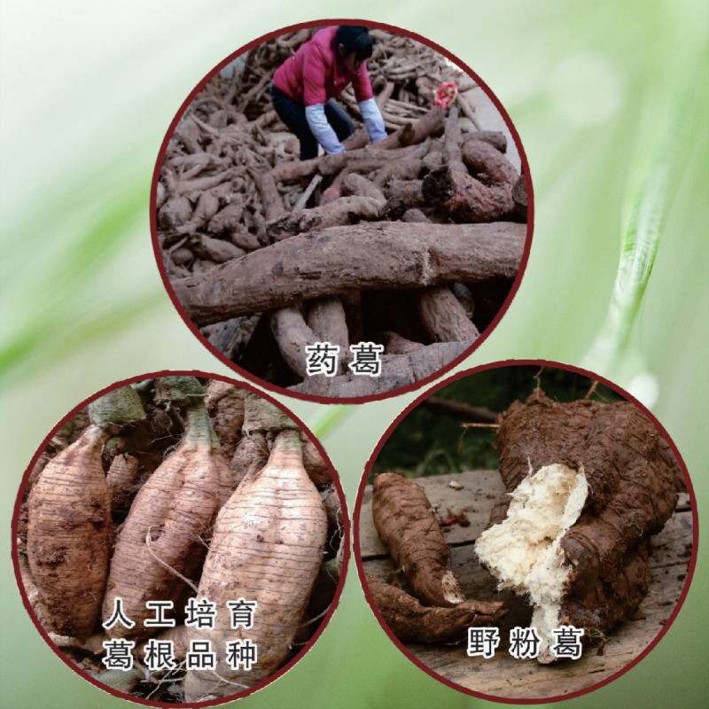 1743666942205226.png 葛根的分布_副本.png