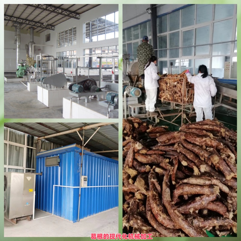 1743745615506167.jpg 葛根的現(xiàn)代化機(jī)械加工.jpg