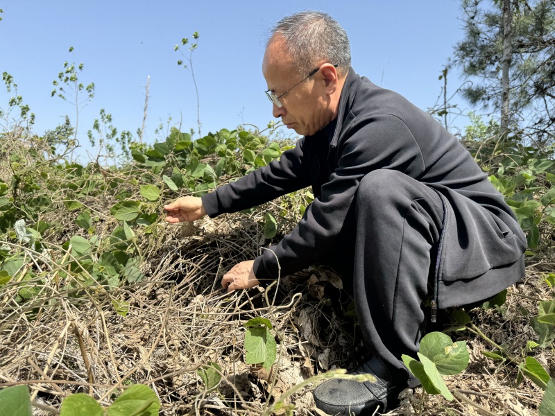 1747726044382313.jpg 葛根發(fā)芽6.jpg