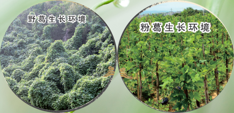 1751791943268425.png 葛根的生長環(huán)境.png