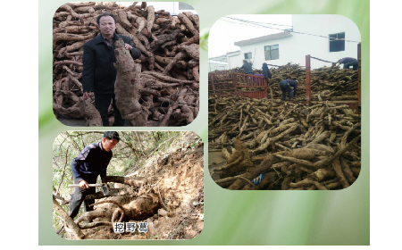 一勺野生葛根粉里的「古今對(duì)話」，從古籍記載到現(xiàn)代餐桌的清涼傳承