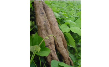 吃了這么多年的野生葛根粉，你吃對了嗎？