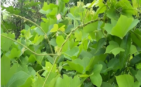 七夕寵妻狂魔就選它！二月風(fēng)雙有機(jī)野生葛根粉，健康又有文化味 
