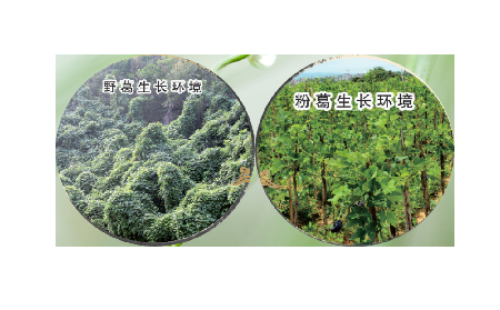 高學(xué)歷養(yǎng)生黨親測：這款雙有機(jī)野生葛根粉，憑什么成日常優(yōu)選？?