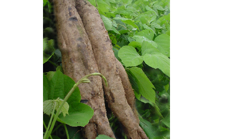 長期吃葛粉是養(yǎng)生還是傷身？科學(xué)解讀它的三大益處，讓你吃得更明白！