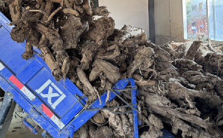 霜降采葛正當(dāng)時(shí)！二月風(fēng)大量收購霜降葛根，以匠心護(hù)品質(zhì)、以產(chǎn)業(yè)助增收