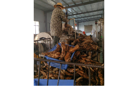 野生葛粉加工正當(dāng)時(shí)，二月風(fēng)匠心傳承好味道